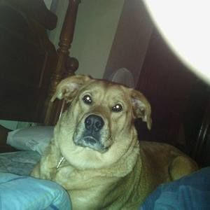 Meet your Posher, Brad